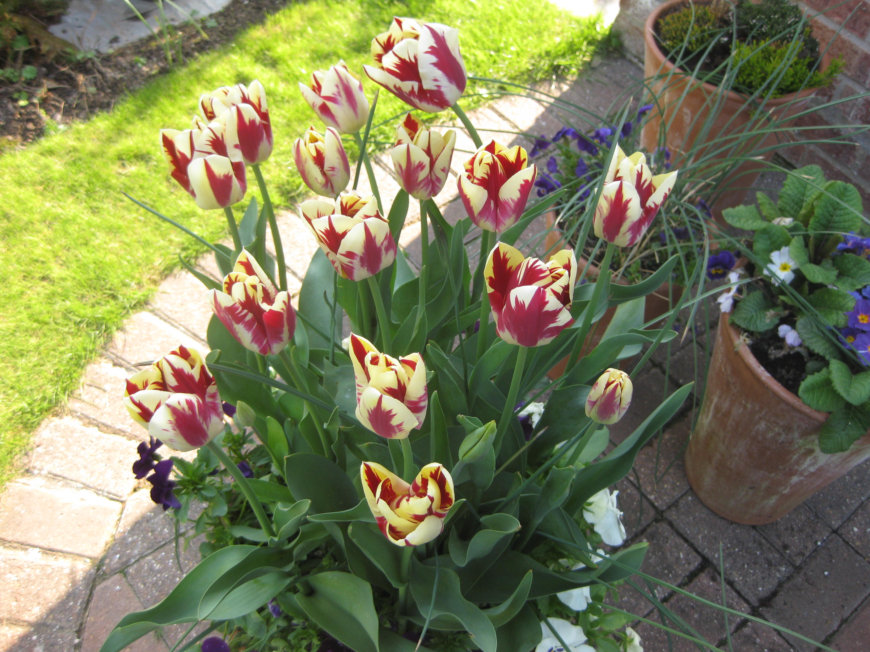 Motley tulips are the best to put in a pot in your garden. They are 